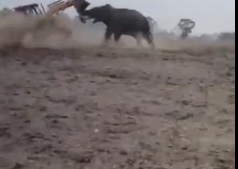 Elephant takes on an Excavator. How about leaving the Darn Elephant ALONE!
