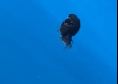 Footage of rare deep-sea Black Devil fish spotted in shallow waters