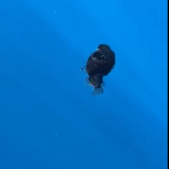 Footage of rare deep-sea Black Devil fish spotted in shallow waters